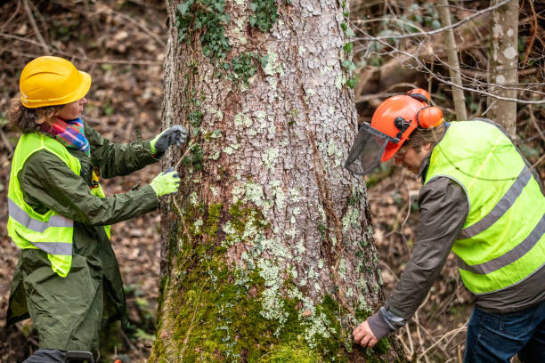 Best Tree Planting  in Fraser, MI